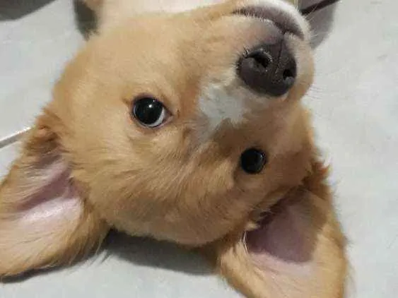 Cachorro raça Mestiço  idade 2 a 6 meses nome Maia