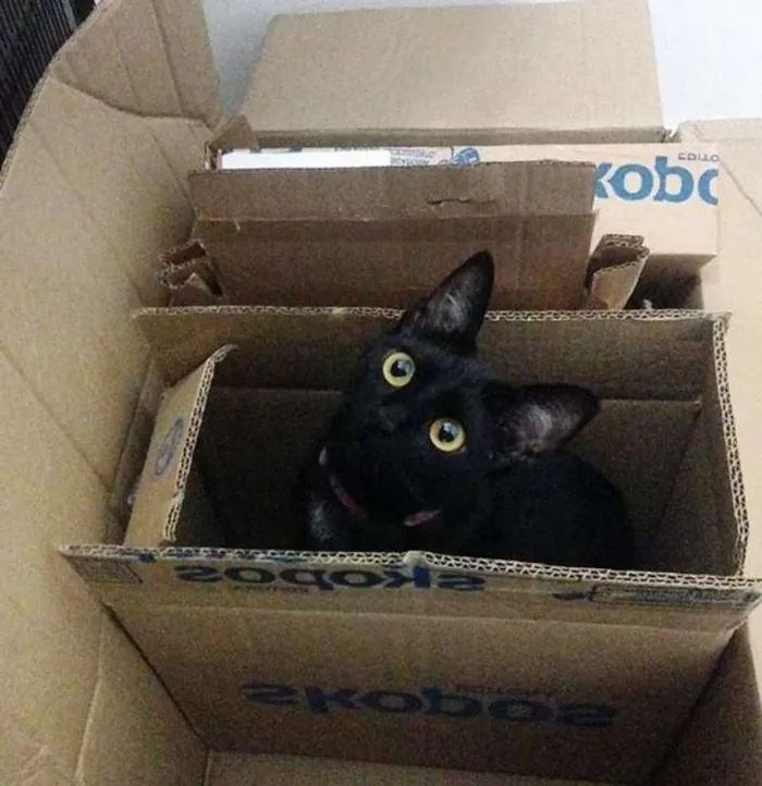 Gato ra a SRD idade 2 anos nome NINA