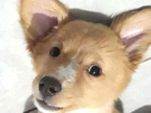 Cachorro raça Mestiço  idade 2 a 6 meses nome Maia