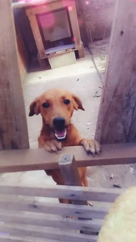 Cachorro raça Nao sei  idade 1 ano nome Mel