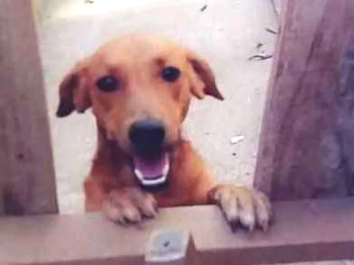Cachorro raça Nao sei  idade 1 ano nome Mel