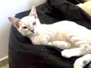Gato raça SRD idade 2 a 6 meses nome Anne