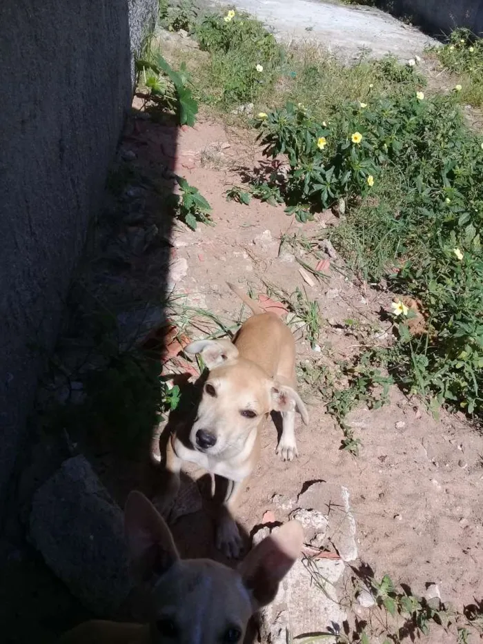 Cachorro ra a Vira latas idade 2 a 6 meses nome Amarelinha