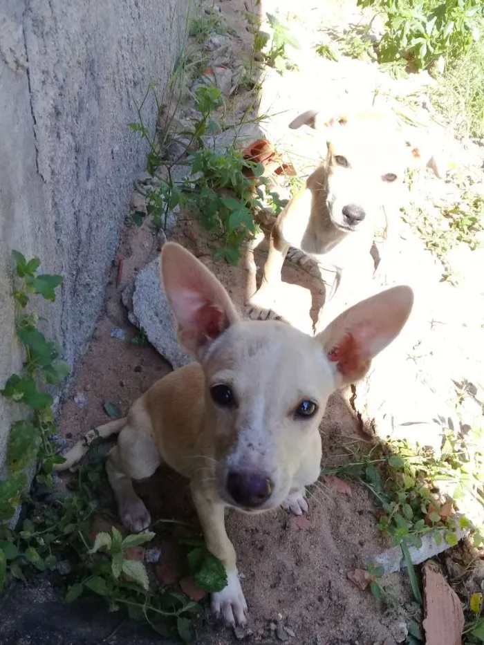 Cachorro ra a Vira latas idade 2 a 6 meses nome Amarelinha