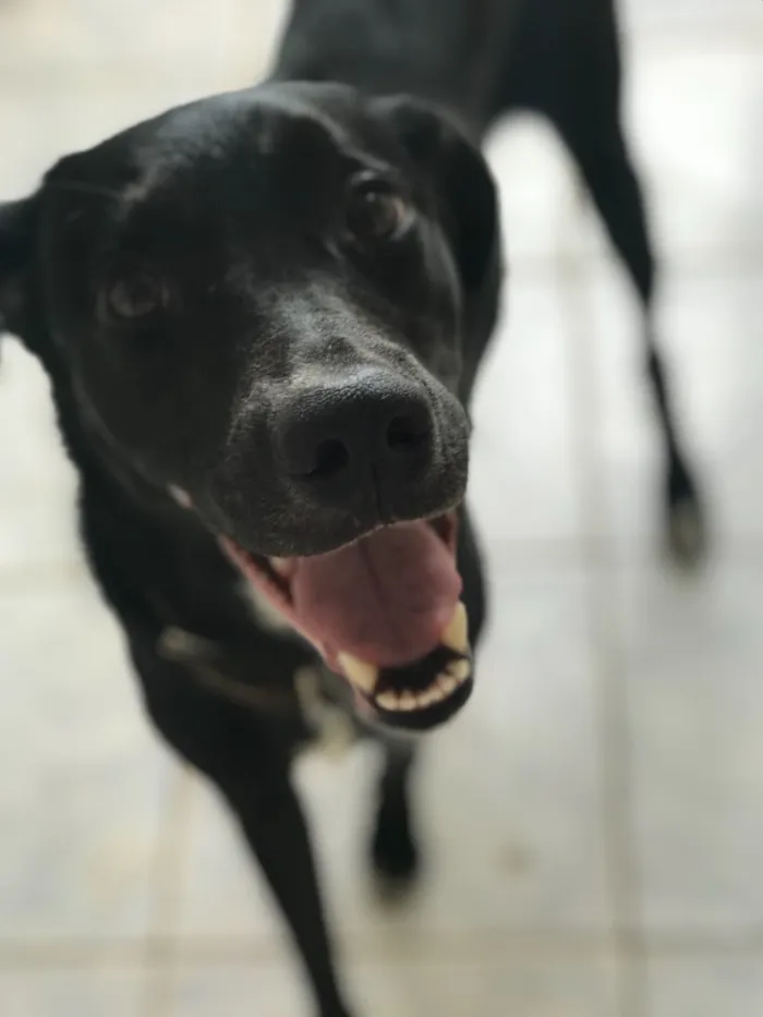 Cachorro raça labrador com vira-lata  idade 2 anos nome Bleick 