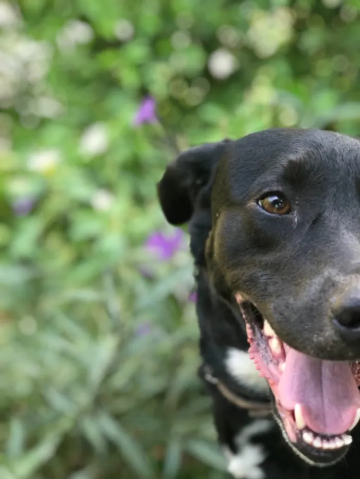 Cachorro raça labrador com vira-lata  idade 2 anos nome Bleick 