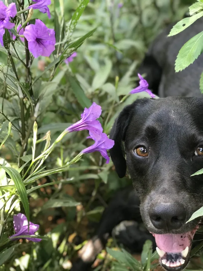 Cachorro raça labrador com vira-lata  idade 2 anos nome Bleick 