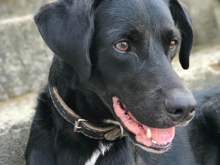 Cachorro raça labrador com vira-lata  idade 2 anos nome Bleick 