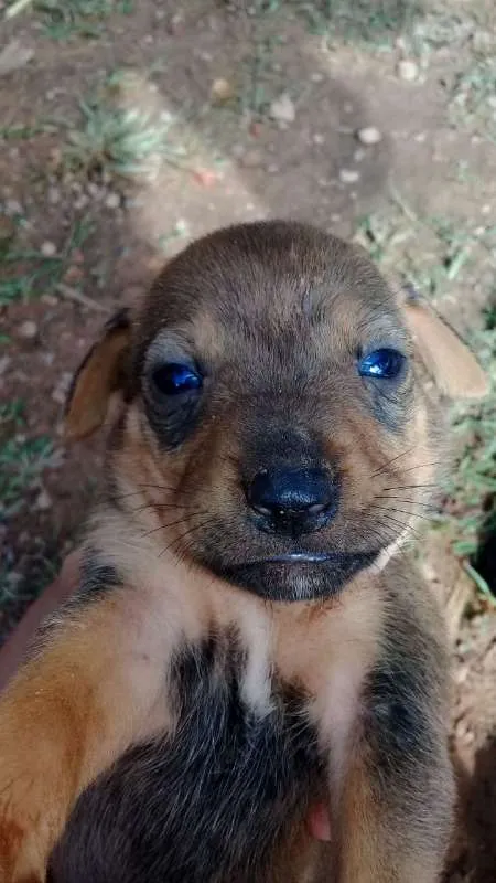 Cachorro raça amorosos idade Abaixo de 2 meses nome procura familia
