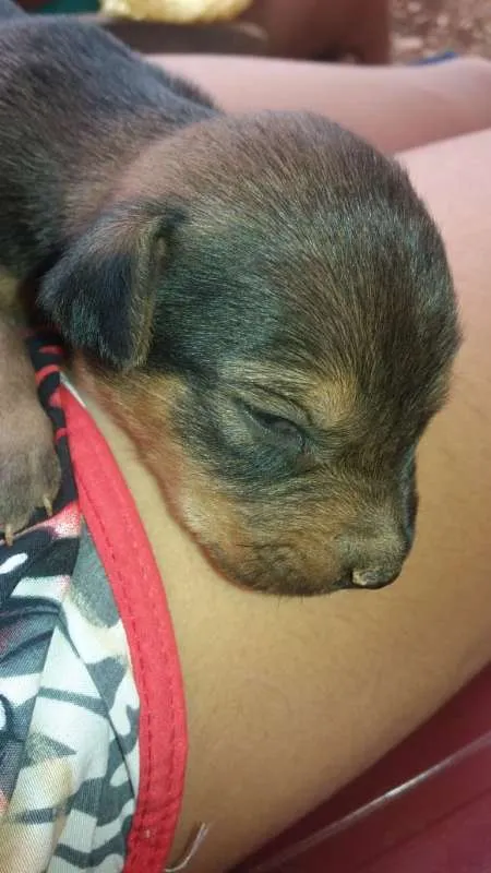 Cachorro raça amorosos idade Abaixo de 2 meses nome procura familia