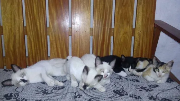 Gato raça S. R. D idade 2 a 6 meses nome Sem nome