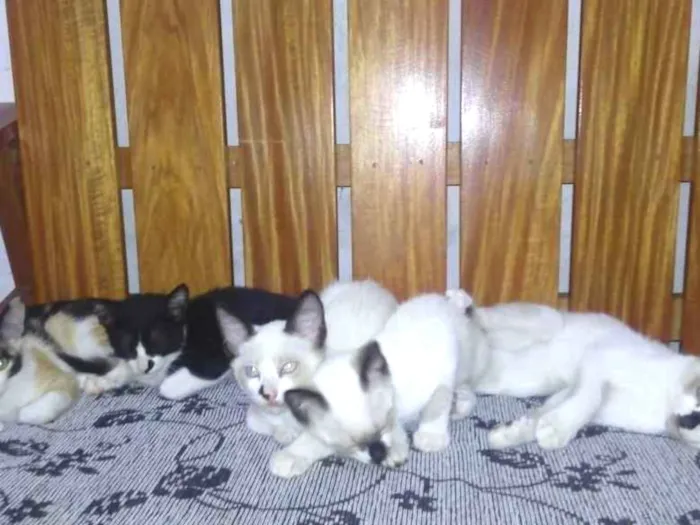 Gato raça S. R. D idade 2 a 6 meses nome Sem nome