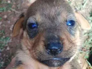 Cachorro raça amorosos idade Abaixo de 2 meses nome procura familia