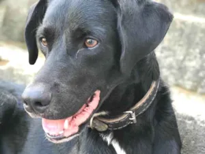Cachorro raça labrador com vira-lata  idade 2 anos nome Bleick 