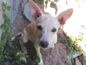 Cachorro raça Vira latas idade 2 a 6 meses nome Amarelinha