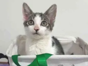 Gato raça SRD idade 2 a 6 meses nome Roma