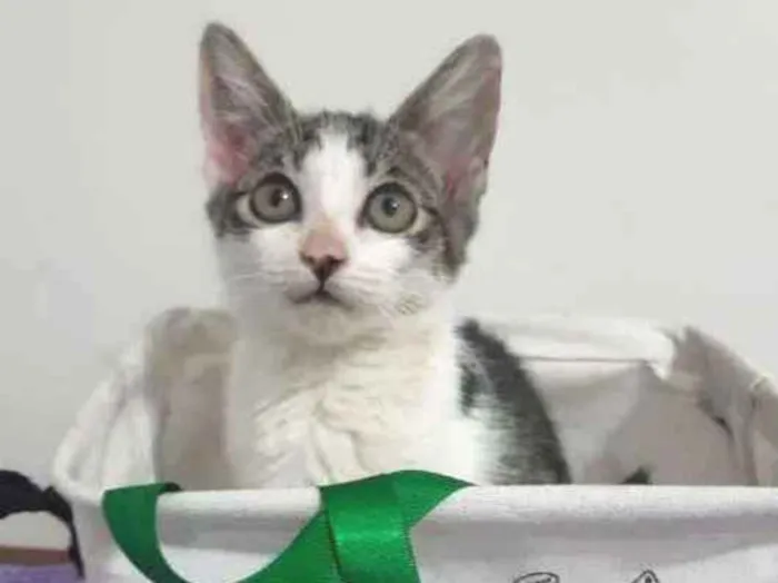Gato ra a SRD idade 2 a 6 meses nome Roma