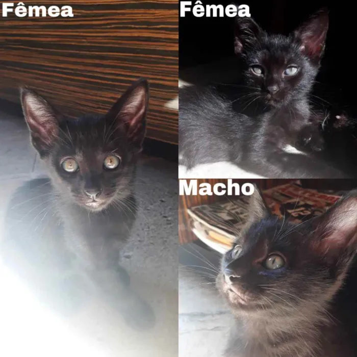 Gato raça SRD idade 2 a 6 meses nome Ainda sem nome