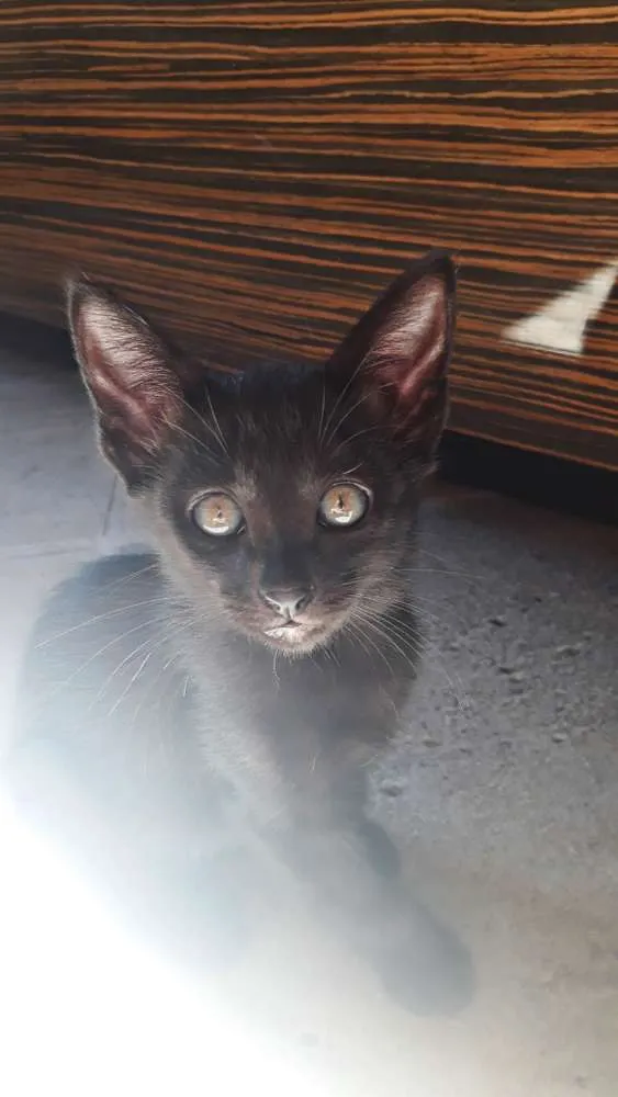 Gato raça SRD idade 2 a 6 meses nome Ainda sem nome