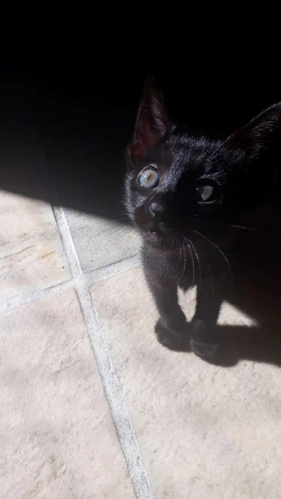 Gato raça SRD idade 2 a 6 meses nome Ainda sem nome