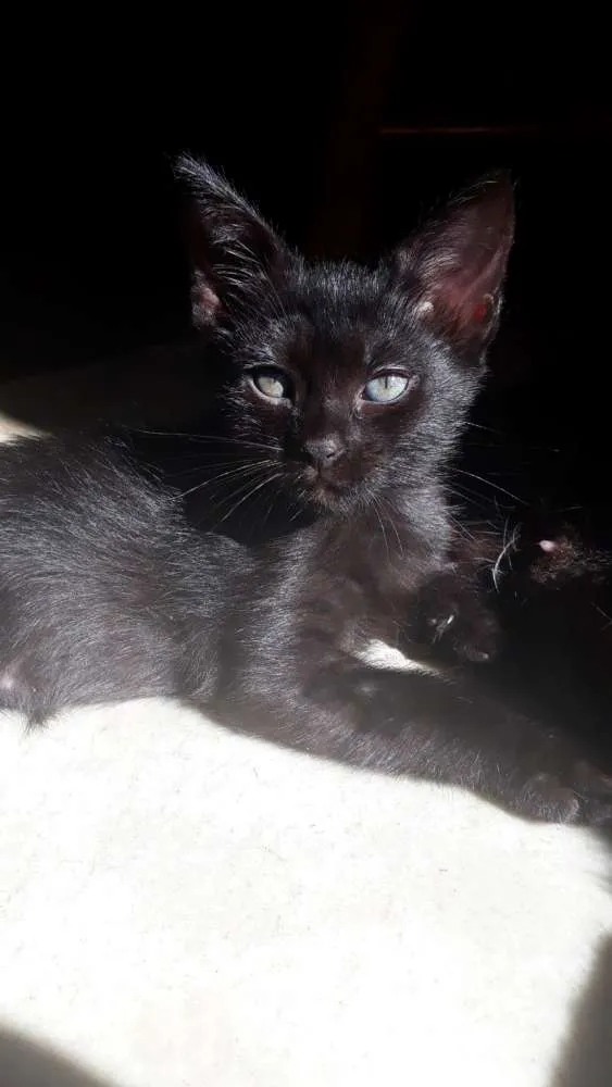 Gato raça SRD idade 2 a 6 meses nome Ainda sem nome