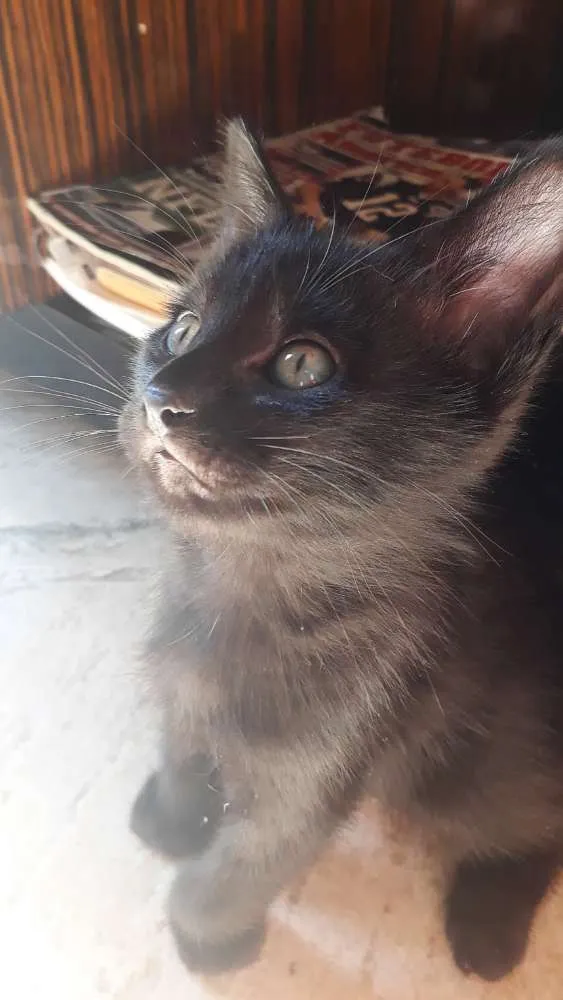 Gato raça SRD idade 2 a 6 meses nome Ainda sem nome