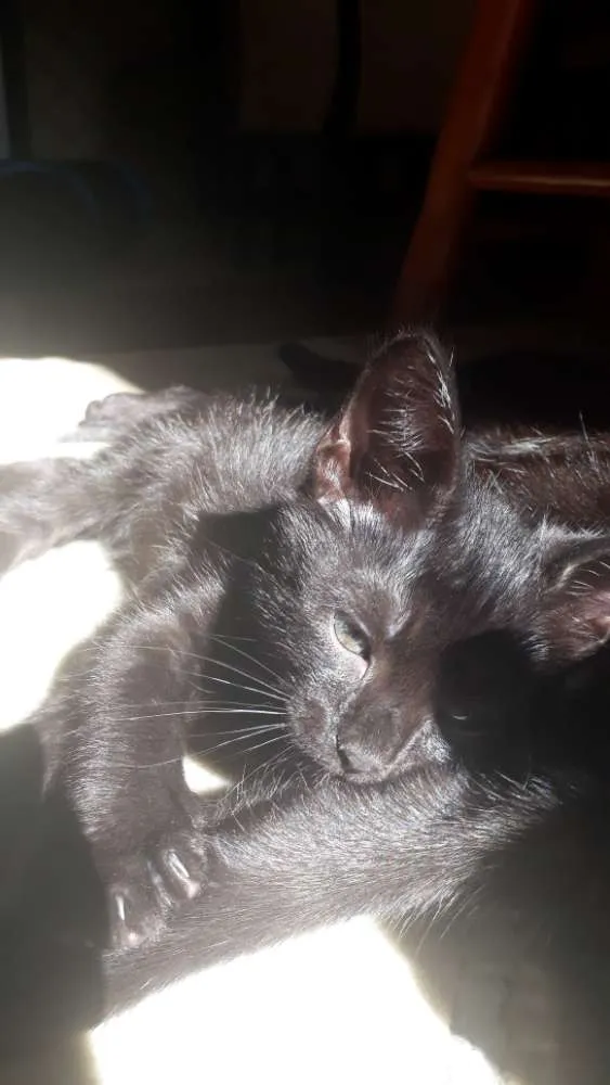 Gato raça SRD idade 2 a 6 meses nome Ainda sem nome