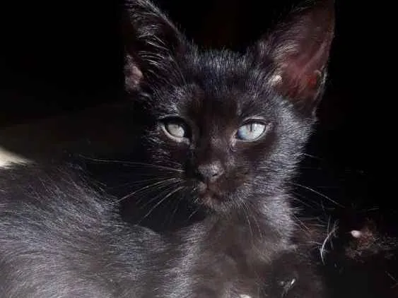 Gato raça SRD idade 2 a 6 meses nome Ainda sem nome