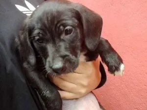 Cachorro raça Viralata idade Abaixo de 2 meses nome Não tem nome