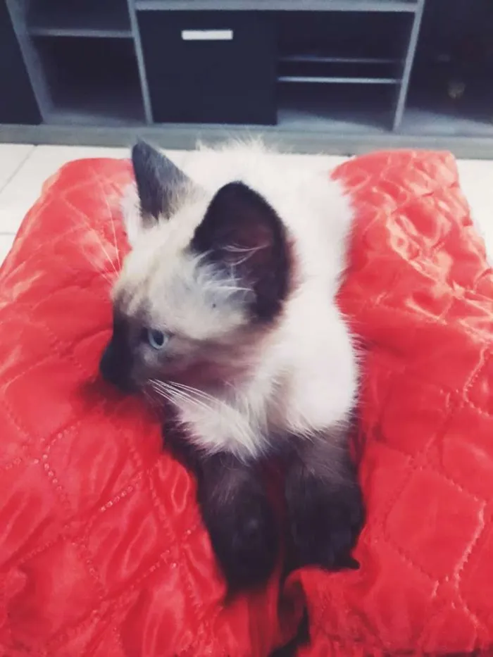 Gato ra a Siamês  idade 2 a 6 meses nome Kaio
