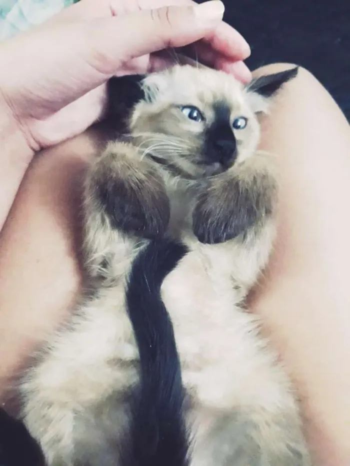 Gato ra a Siamês  idade 2 a 6 meses nome Kaio