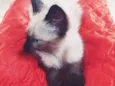 Kaio