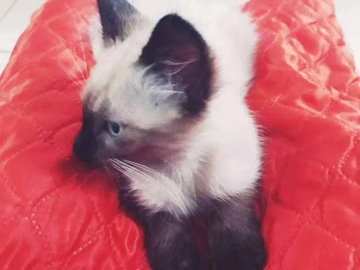 Gato ra a Siamês  idade 2 a 6 meses nome Kaio