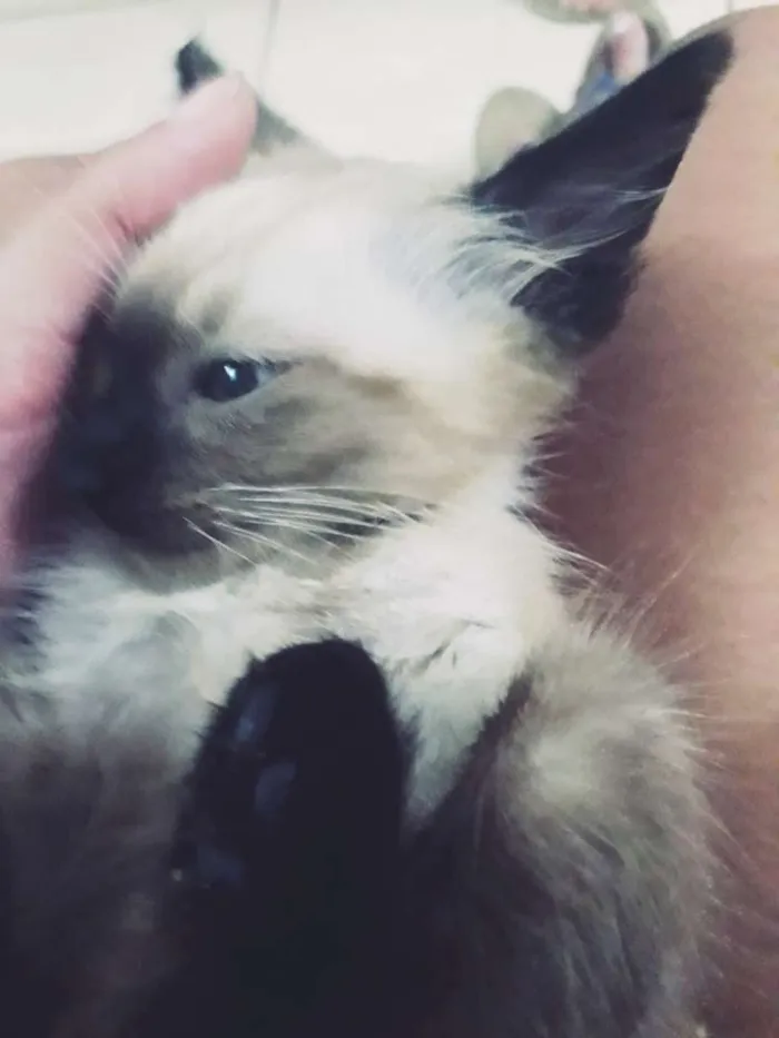Gato ra a Siamês  idade 2 a 6 meses nome Kaio