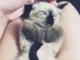 Kaio