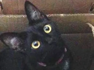 Gato raça SRD idade 2 anos nome NINA