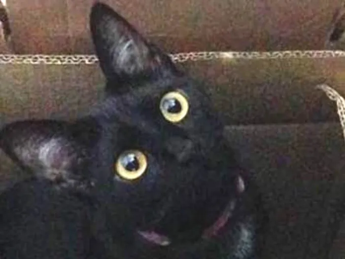 Gato ra a SRD idade 2 anos nome NINA