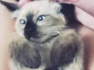 Gato raça Siamês  idade 2 a 6 meses nome Kaio