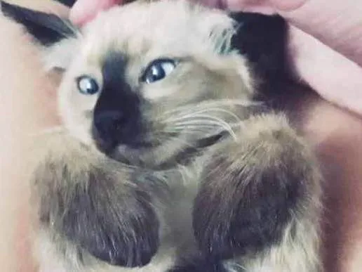 Gato ra a Siamês  idade 2 a 6 meses nome Kaio