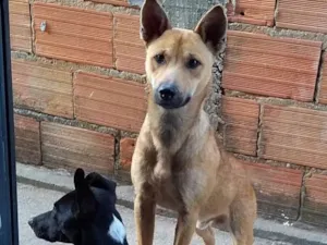 Cachorro raça Akita/ Vira lata idade 1 ano nome Akamaru e Nami