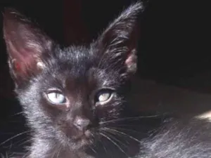 Gato raça SRD idade 2 a 6 meses nome Ainda sem nome