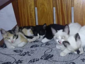 Gato raça S. R. D idade 2 a 6 meses nome Sem nome