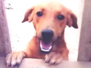 Cachorro raça Nao sei  idade 1 ano nome Mel