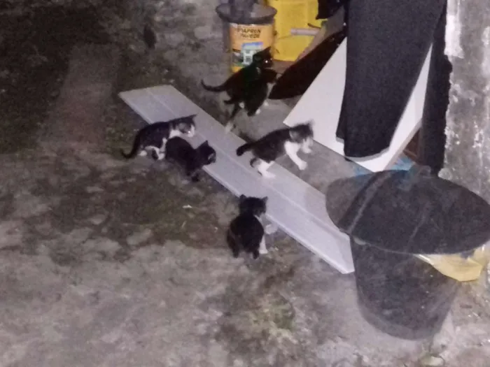 Gato raça  idade Abaixo de 2 meses nome Indefinido