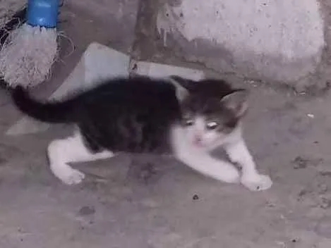 Gato raça  idade Abaixo de 2 meses nome Indefinido
