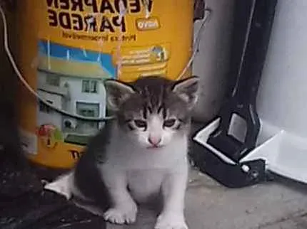 Gato raça  idade Abaixo de 2 meses nome Indefinido