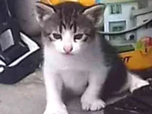 Gato raça  idade Abaixo de 2 meses nome Indefinido