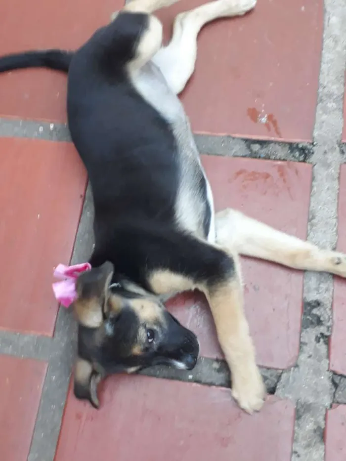 Cachorro ra a Srd idade 2 a 6 meses nome SOL