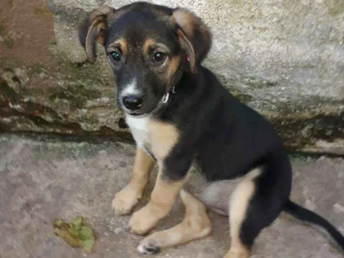 Cachorro ra a Srd idade 2 a 6 meses nome SOL