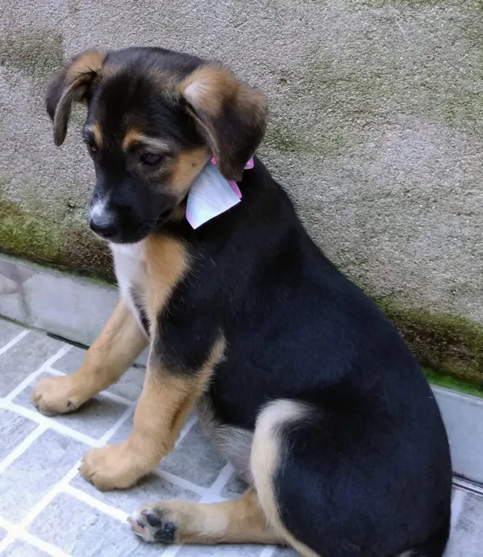 Cachorro ra a Srd idade 2 a 6 meses nome SOL